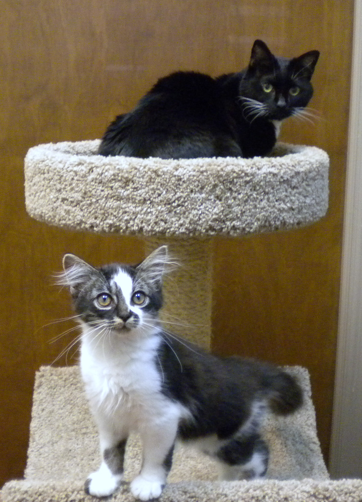 Companion Animal Hospital, Phenix City, AL clinic cats Milo and Gus Companion Animal Hospital, Phenix City, AL clinic cats Milo and Gus