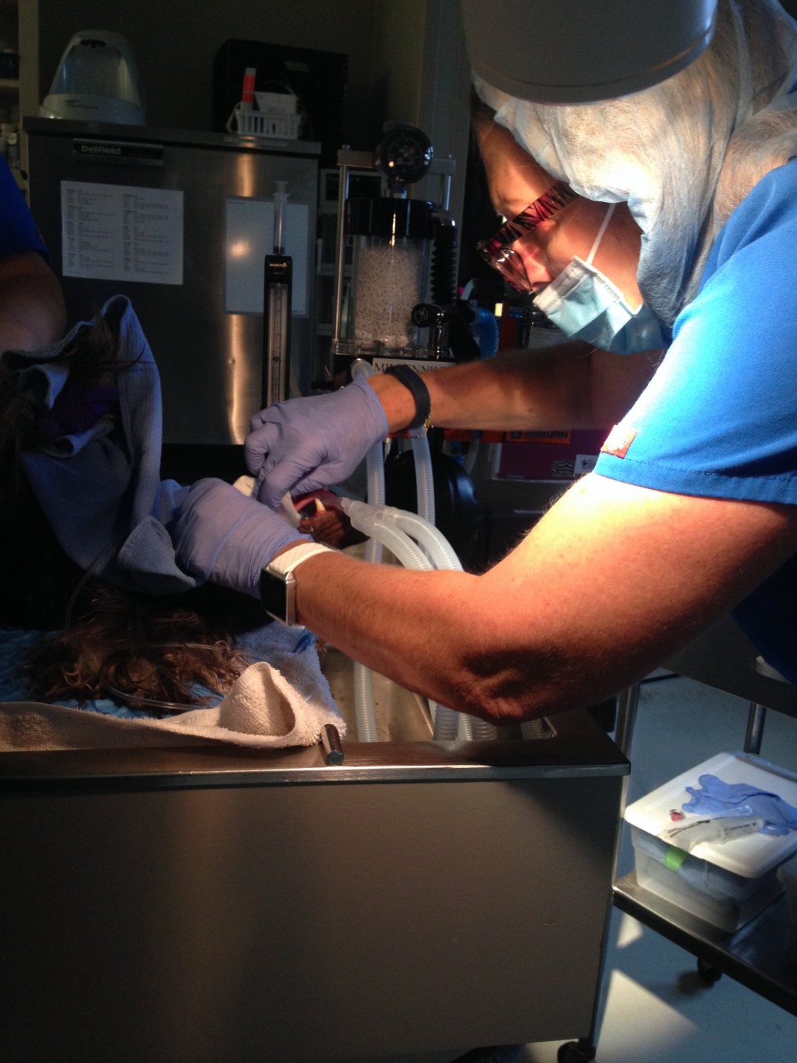 Licensed Veterinary Technician Angie performing a dental procedure at Companion Animal Hospital, Phenix City, AL Licensed Veterinary Technician Angie performing a dental procedure at Companion Animal Hospital, Phenix City, AL