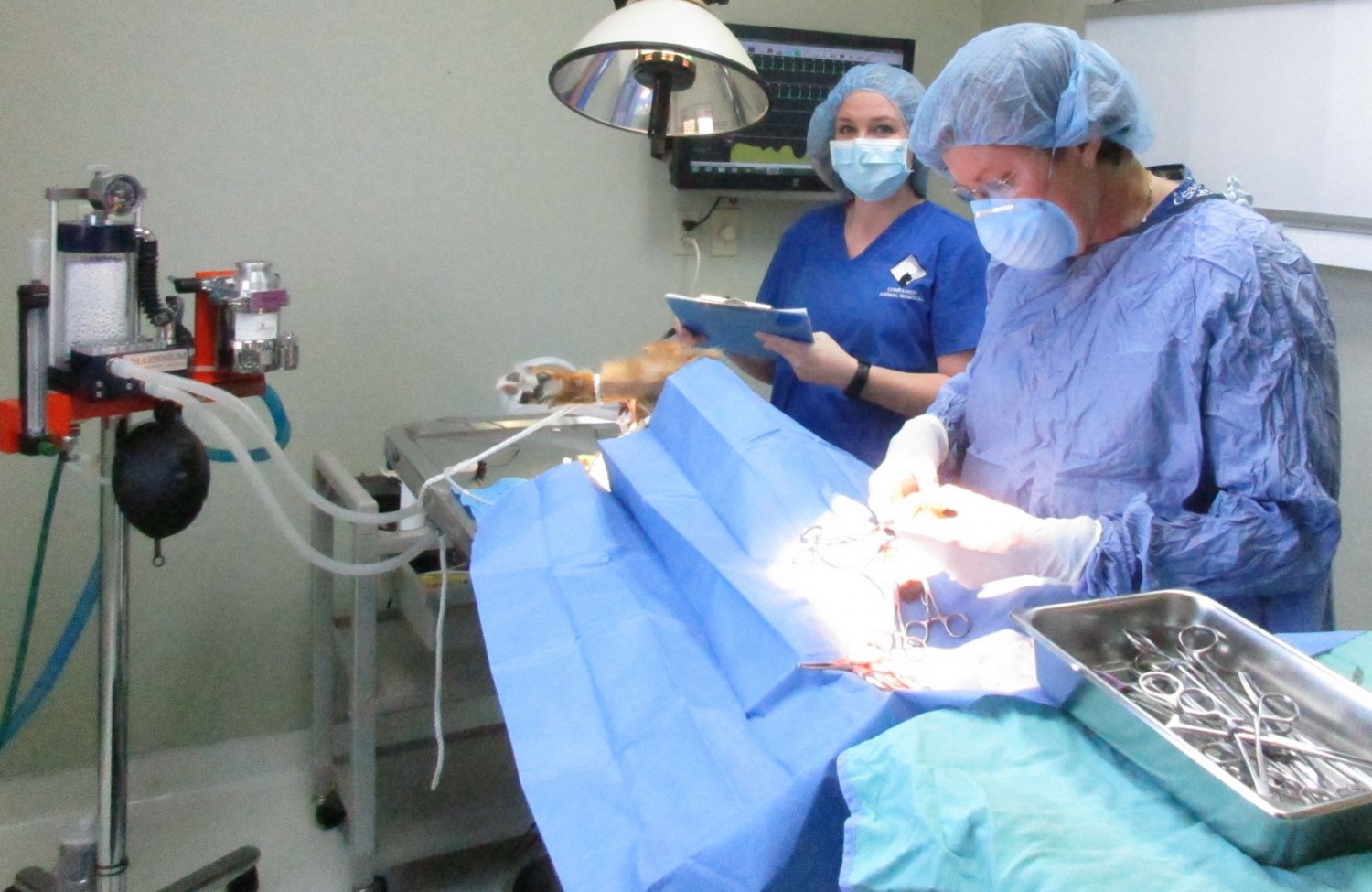 Dr. Cashwell and Amanada in surgery at Companion Animal Hospital, Phenix City, AL Dr. Cashwell and Amanada in surgery at Companion Animal Hospital, Phenix City, AL