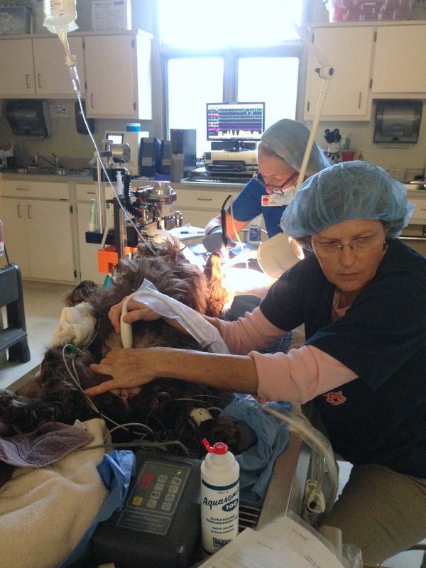 Dr Cashwell performing ultrasound while Angie performs dental at Companion Animal Hospital, Phenix City, AL