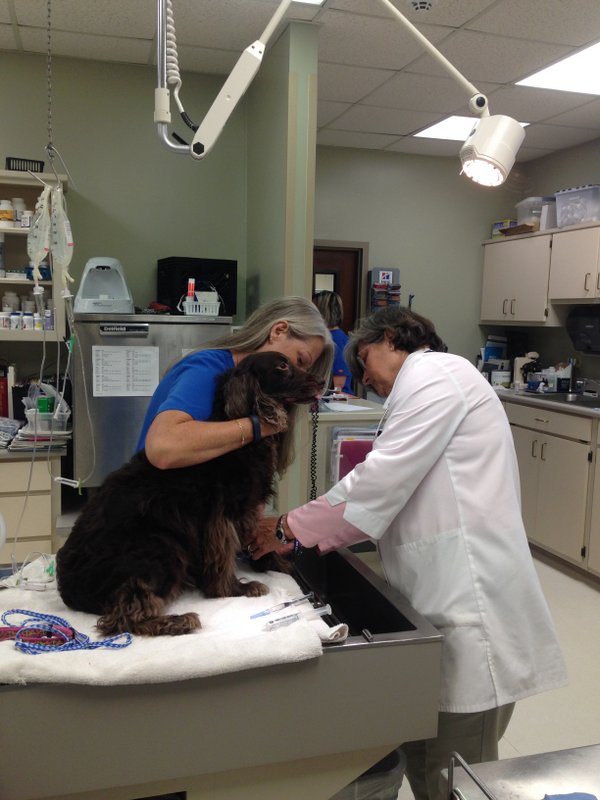 Veterinarian Team getting ready for surgery at Companion Animal Hospital, Phenix City, AL Veterinarian Team getting ready for surgery at Companion Animal Hospital, Phenix City, AL
