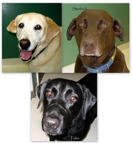 In Loving Memory of Our Beloved Practice Pets at Companion Animal Hospital, Phenix City, AL In Loving Memory of Our Beloved Practice Pets at Companion Animal Hospital, Phenix City, AL