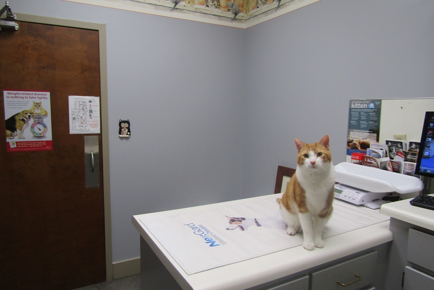 Seperate exam room for cats at Companion Animal Hospital in Phenix City, AL