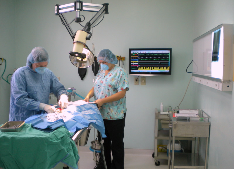 Our Veterinarians performing a surgical procedure at Companion Animal Hospital in Phenix City