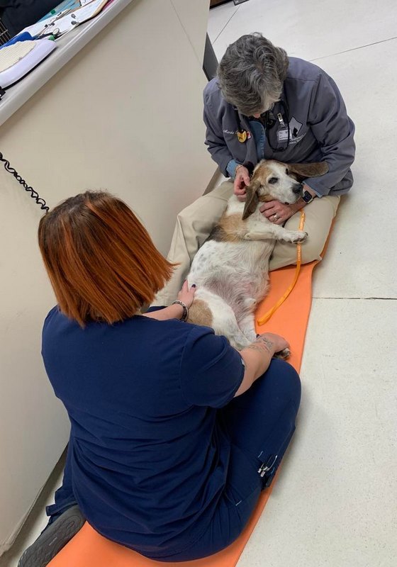 Dr. Cashwell and Tabi examining this sweet girl's ears.